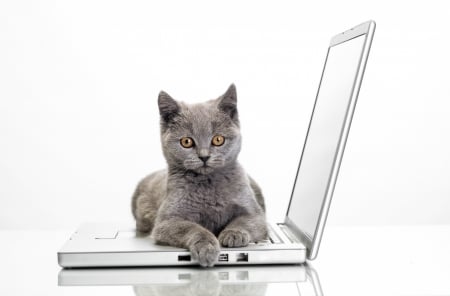 This is mine - animal, pisica, kitten, paw, funny, cute, laptop, cat