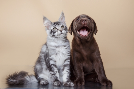 Friends - pet, animal, kitten, maine coon, cute, puppy, couple, cat