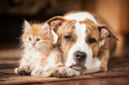 Friends - animal, pisica, kitten, dog, caine, couple, cat