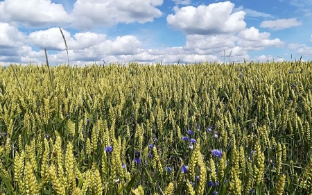 Cornfield in Latvia - cornfield, clouds, summer, field, latvia