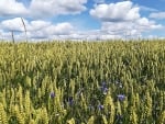 Cornfield in Latvia