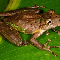 Lipped Treefrog