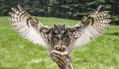 beautiful owl - owl, birds, fly, wings