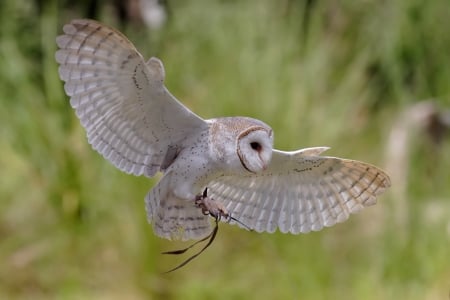 Australian owl - Australian, owl, fly, wings