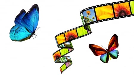 Nature on Film - collage, photography, nature, film, camera, pictures, color, firefox persona theme, butterflies