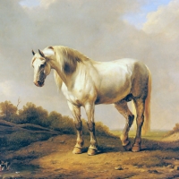 A White Stallion - Horse F