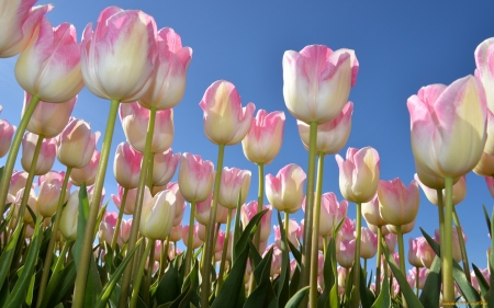 Pink Tulips - flowers, pink, nature, tulips