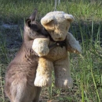 Orphaned wallaby has his own teddy bear to hug.