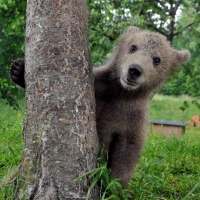 Friendly Bear Cub