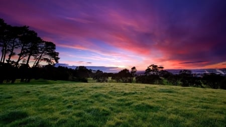 Purple Skies at Dawn - skies, dawn, trees, nature, purple, green, field