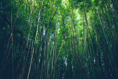 Bamboo - nature, leaf, tree, bamboo