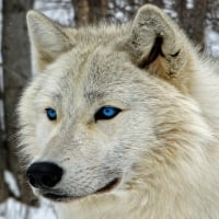 Wolf With Blue Eyes