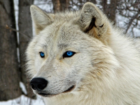 Wolf With Blue Eyes - eyes, animal, blue, wolf