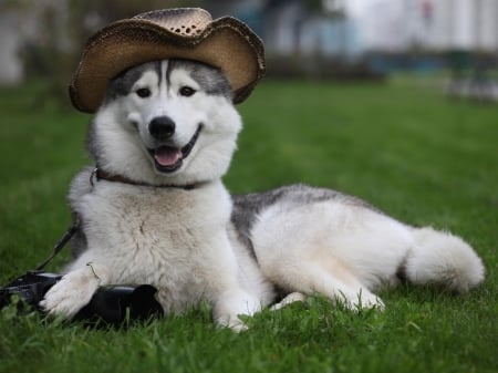 Cute Dog With Hat on Holiday - hat, dog, holiday, animal, grass, cute