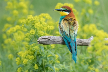 Bee Eater - eater, bird, bea, animal