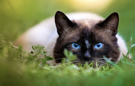 Blue eyed cat - animal, eyed, cat, blue