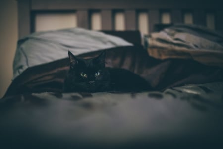 Cat - animal, bed, black, cat