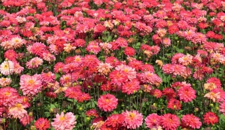 Field of pink Dahlias - of, pink, field, dahlias, flower