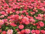 Field of pink Dahlias