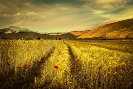 Field - field, tree, nature, grass