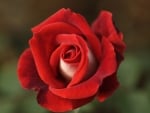 Red Rose