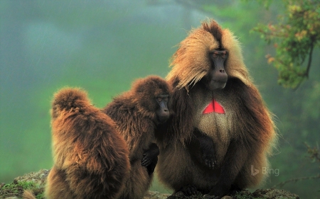 Gelada-monkey - forest, monkey, animal, gelada