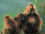 Gelada-monkey