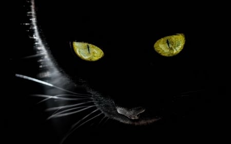 Cat - black, animal, pisica, yellow, eyes, cat