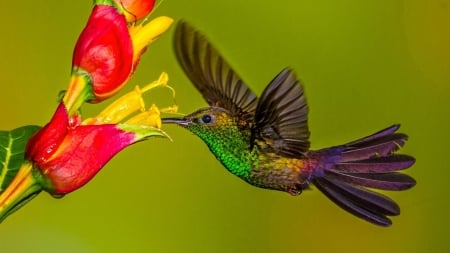 HummingBird - animal, nature, flower, hummingbird