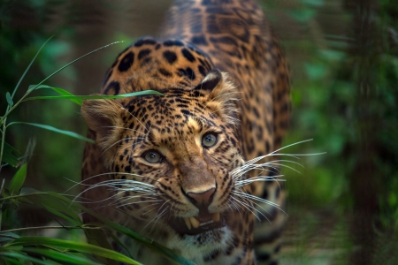 Leopard - animal, teeth, leopard, spot