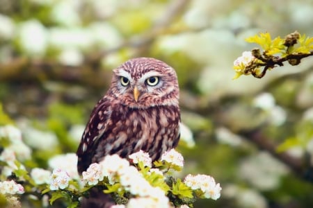 Owl - bird, animal, Owl, nature