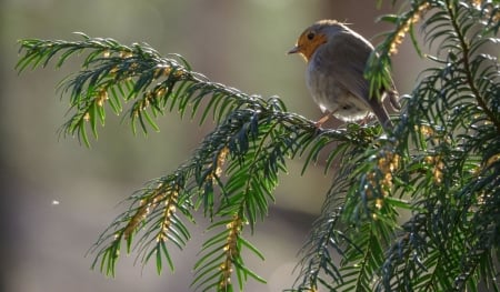 Robin - wings, animal, bird, robin