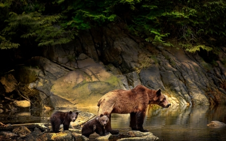 Bear - animal, paw, cub, bear