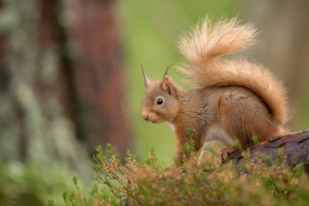 Squirrel - tail, animal, squirrel, rodent