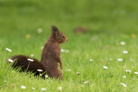 Squirrel - rodent, animal, Squirrel, tail