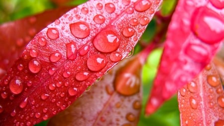 Dew on Red Leaves