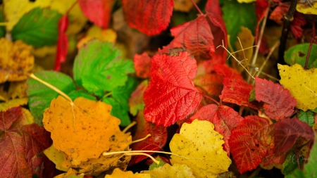 Fall Colors - fall, autumn, bright, colors, leaves