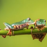 Tree Frogs