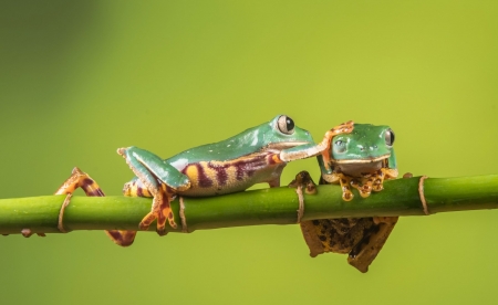 Tree Frogs - tree, animal, eye, frogs