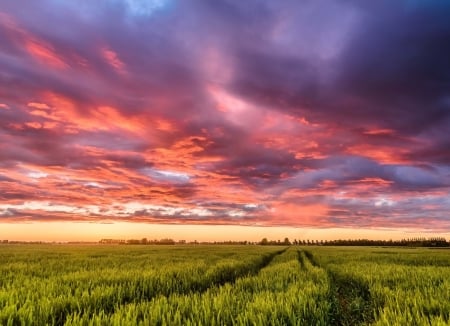 Wheat Field - cloud, sky, wheat, field, nature