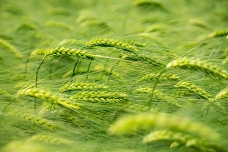 Wheat - field, leaf, nature, wheat field