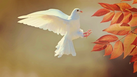 White Dove - dove, white, animal, bird