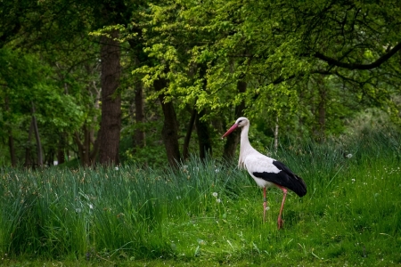 White-stork - white, nature, stork, animal, bird