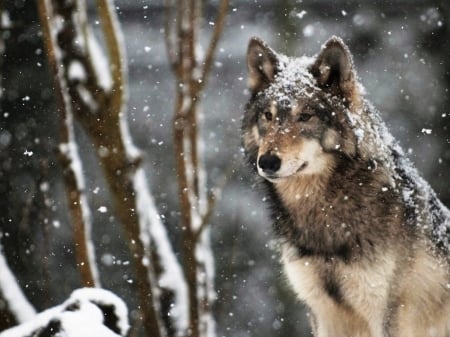 Wolf - wolf, woods, animal, snow