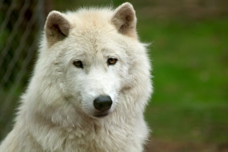 Wolf - white, wolf, animal, nature