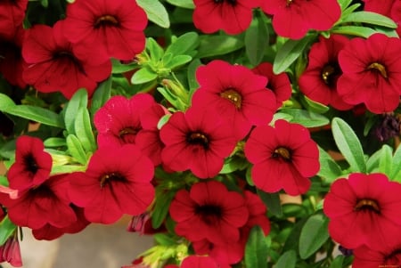 PETUNIAS - flowers, leaves, petals, colors