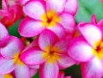 PLUMERIA