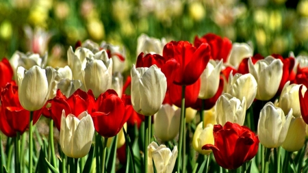 TULIPS - leaves, stems, petals, colors