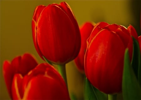 TULIPS - stems, petals, nature, colors