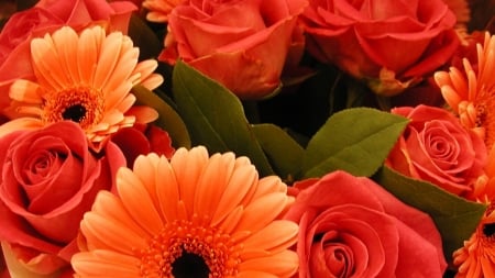 GERBERAS AND ROSES - leaves, flower, petals, colors